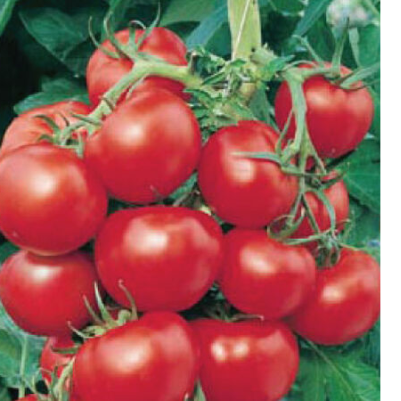 Early Cascade Tomato Main Image